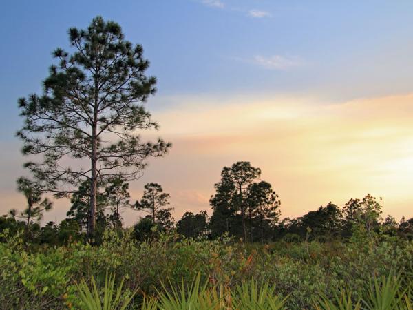 Florida Everglades marsh