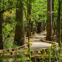 Congaree National Park Hike