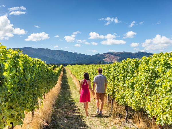 New Zealand vineyard