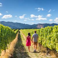 New Zealand vineyard