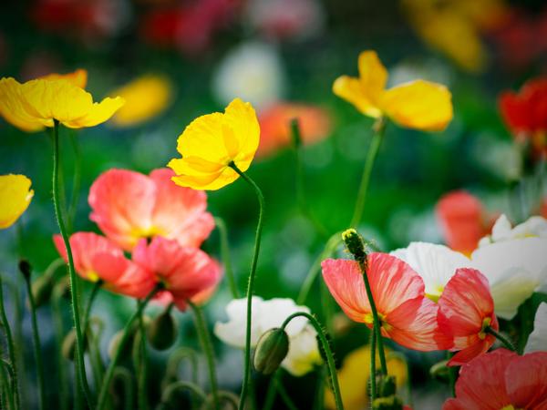 Vibrant wildflowers